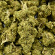 CBD Flower Amnesia Indoor