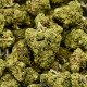 CBD Flower Amnesia Indoor
