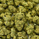 CBD Flower Amnesia Indoor