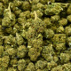 CBD Flower Amnesia Indoor
