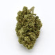 CBD Flower Amnesia Indoor